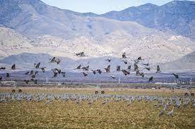 Cranes Flying Over Cochise County
